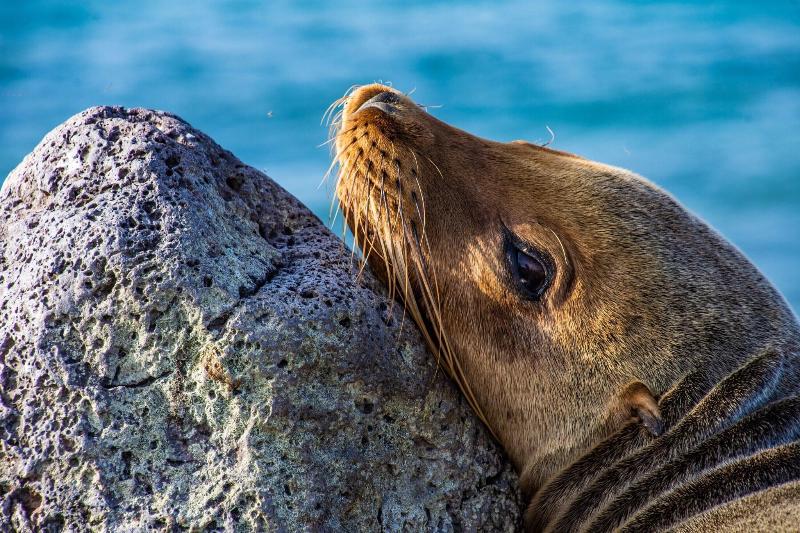 Finch Bay Galapagos Hotel image