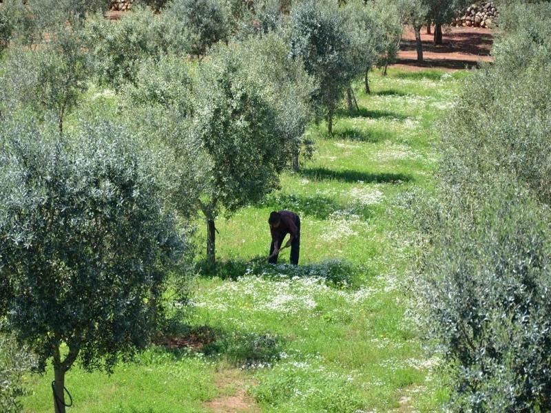 Hotel Masseria Chicco Rizzo image