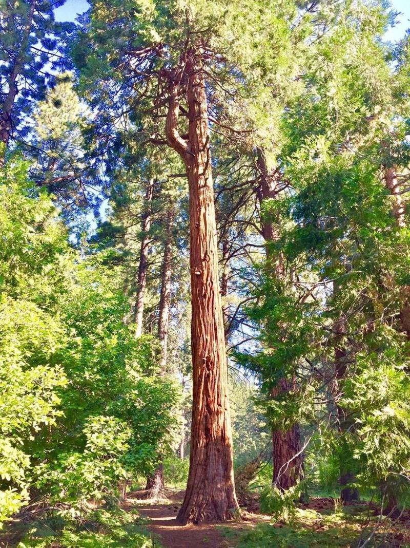 Club Tahoe image
