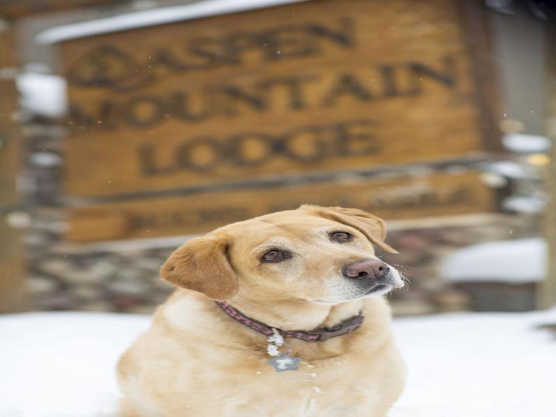 Aspen Mountain Lodge