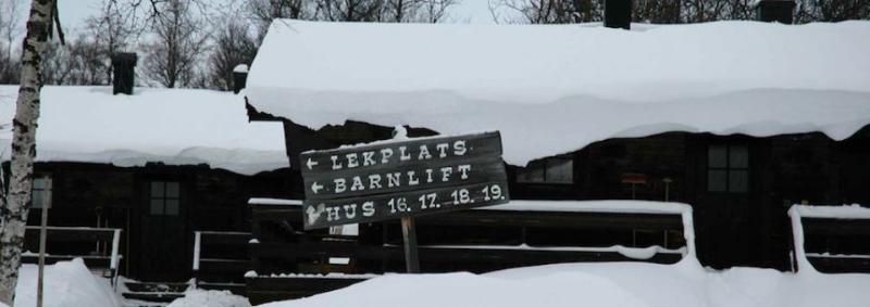 Fjallsatern — photo 2