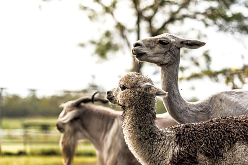 The Bearded Dragon Boutique Hotel image