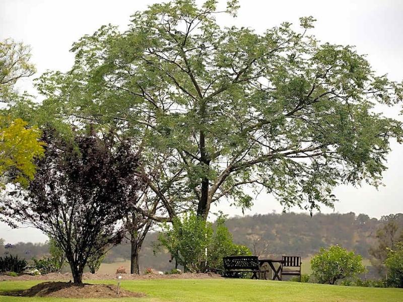 Bluebush Estate Lovedale image