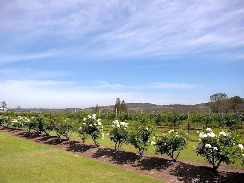 Bluebush Estate Lovedale image