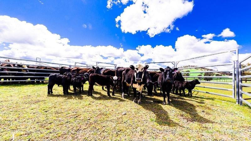 Hillview Farmstay