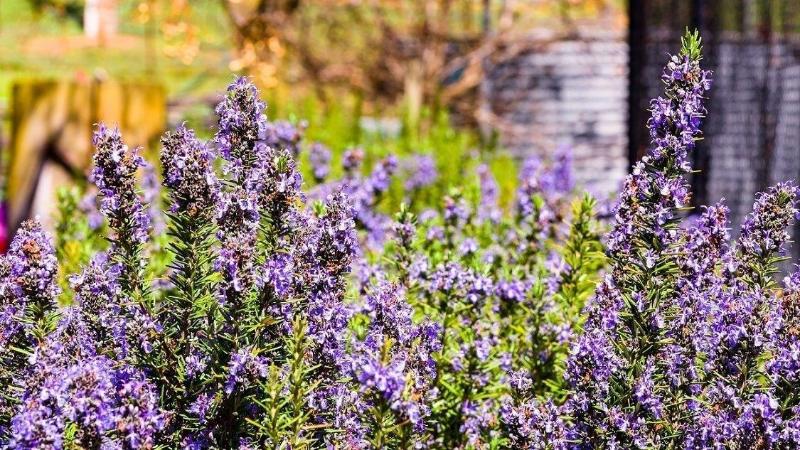 Hillview Farmstay image
