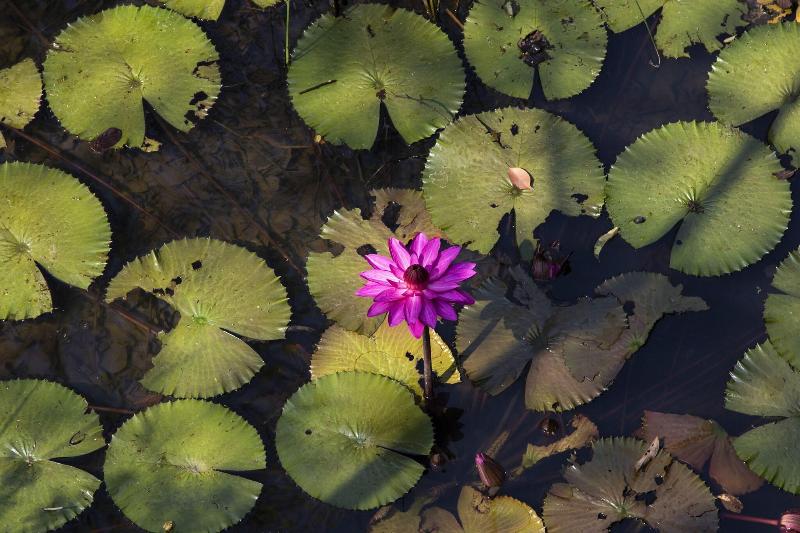 Amaara Forest Hotel Sigiriya image