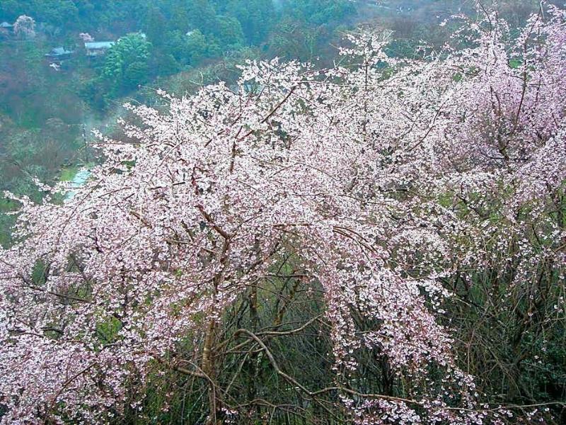 Hounkan image