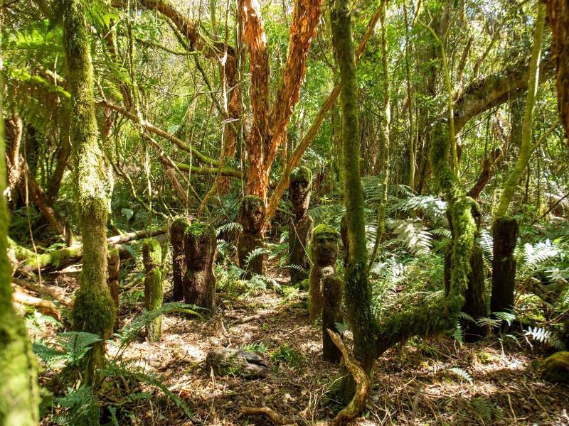 Catlins Mohua Park