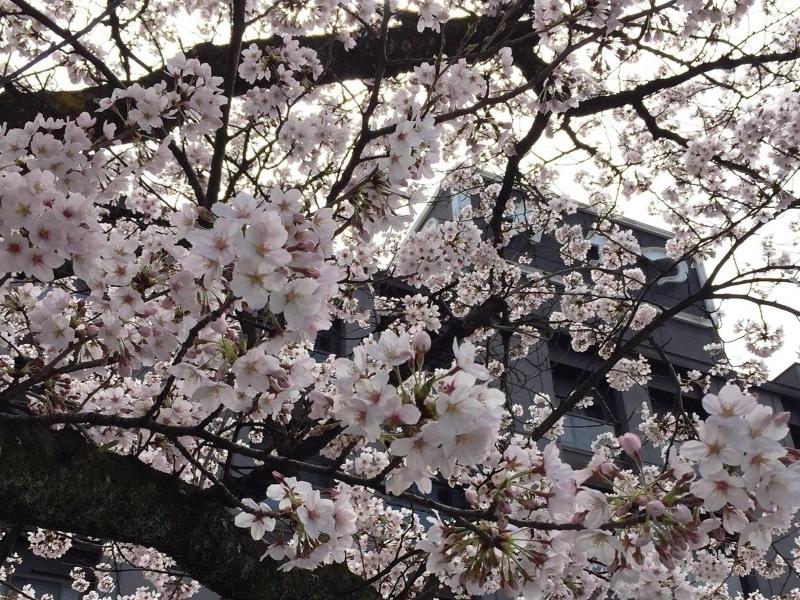 Meiseki no Yado Kagetsu image