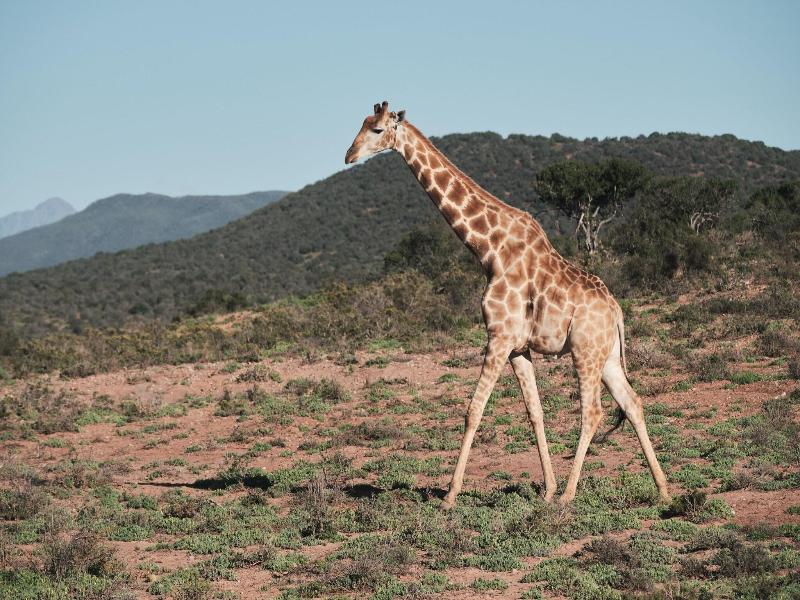 Africamps Klein Karoo