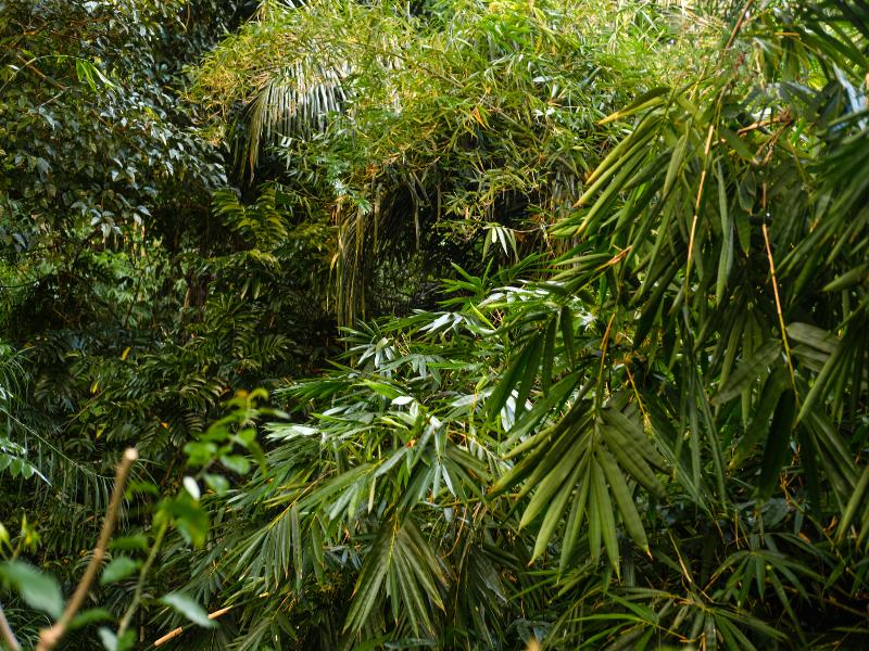 BeingSattvaa Luxury Ubud image