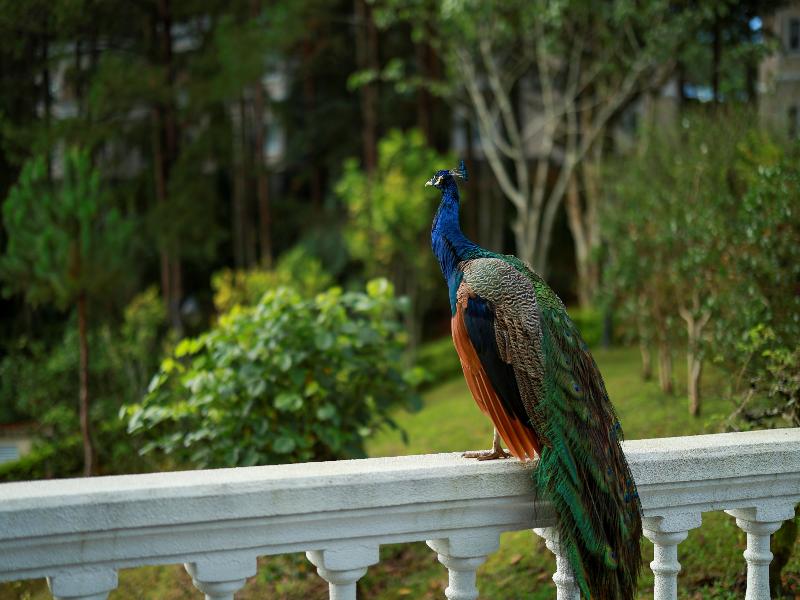 Dalat Edensee Lake Resort & Spa