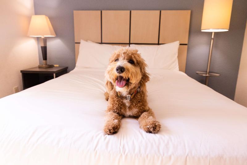 Sonesta Simply Suites Houston City Centre image