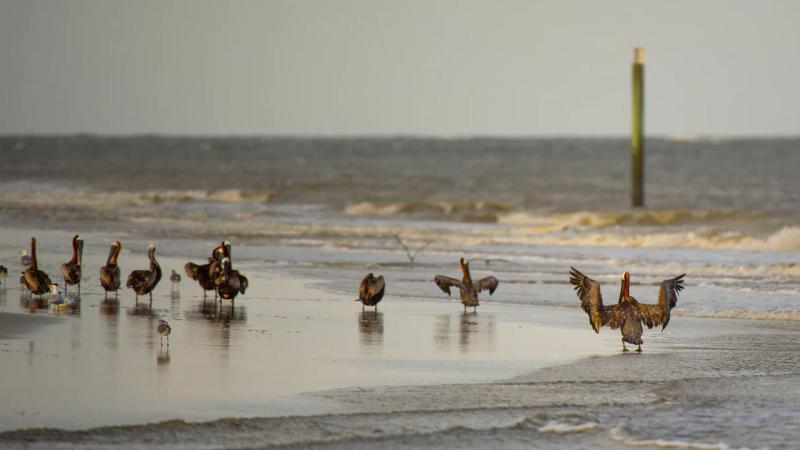 Holiday Inn Resort Jekyll Island By IHG image