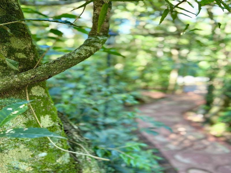 Rainforest Selva Hotel image