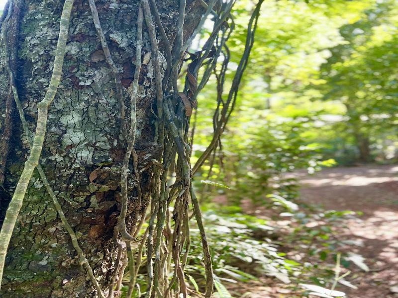 Rainforest Selva Hotel image