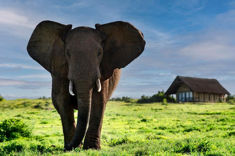 Gorah Elephant Camp — general view