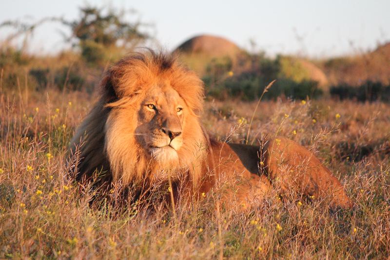 Safari Lodge – Amakhala Game Reserve