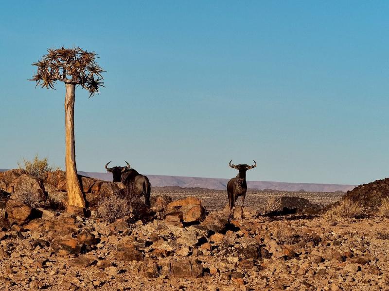 Tutwa Desert Lodge image 10