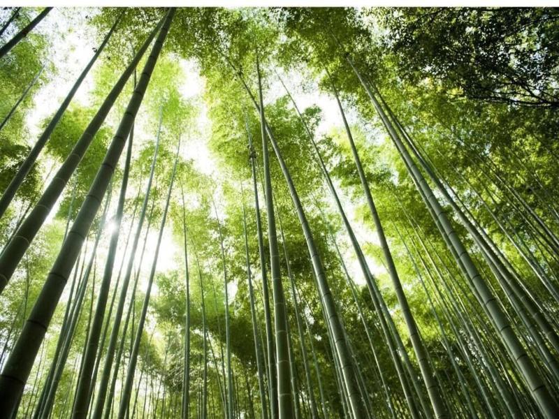 Kyoto Ranzan image