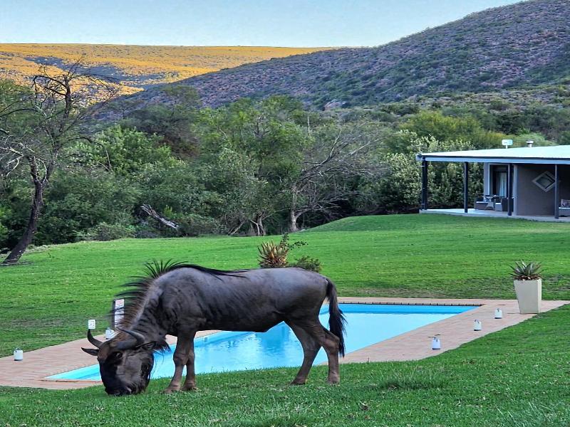 Wildehondekloof Private Game Reserve