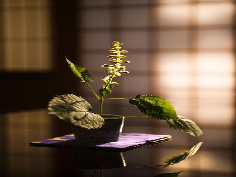 Motoyu Ishiya image