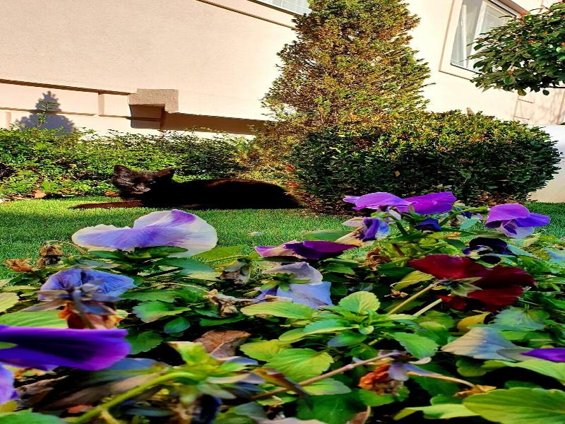 Garni hotel D10 image
