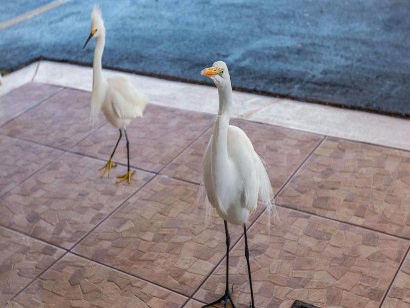 Belleair Beach Resort Motel image