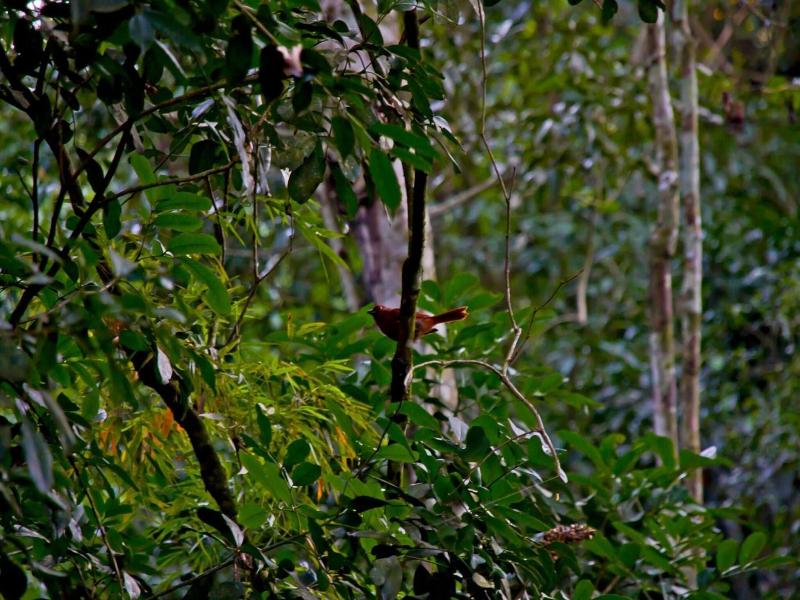 Tierra Guarani image