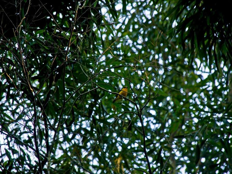 Tierra Guarani image