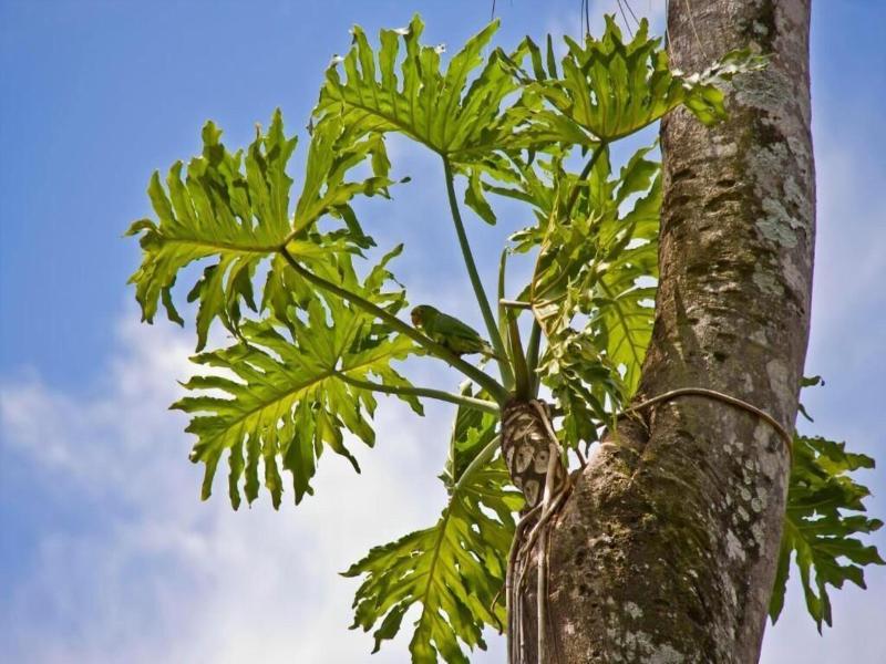 Tierra Guarani image
