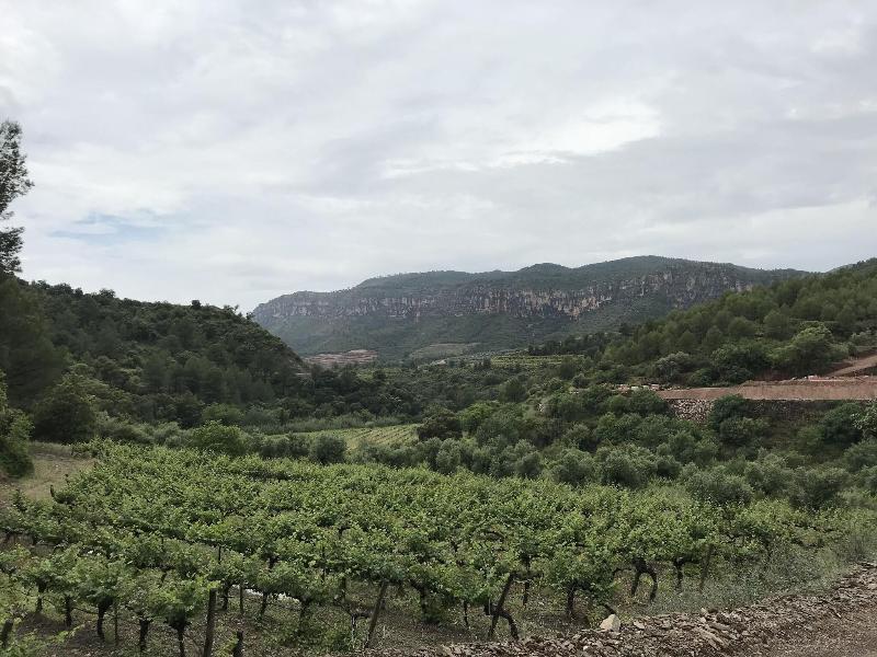 Terra Dominicata - Hotel & Winery image