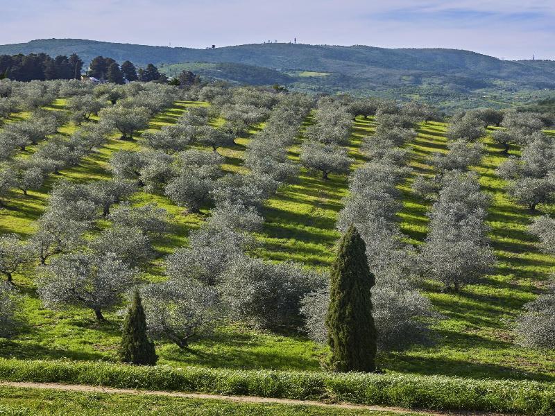 Tenuta Di Artimino Apartments image