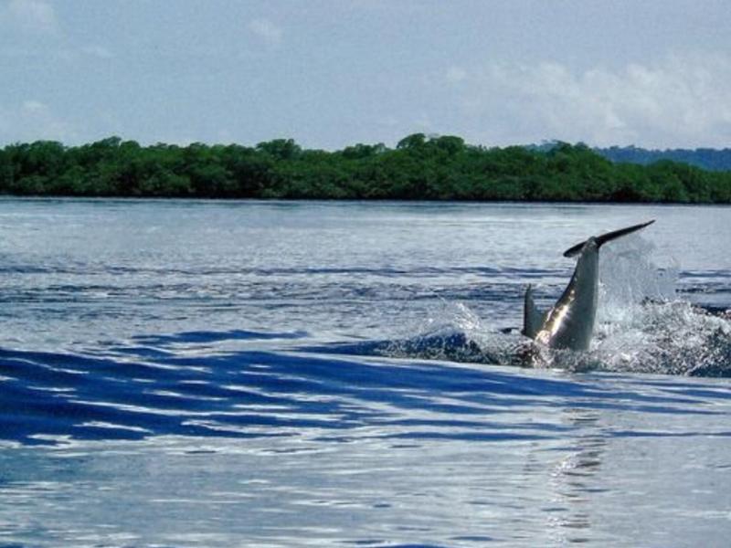 punta caracol acqua-lodge image