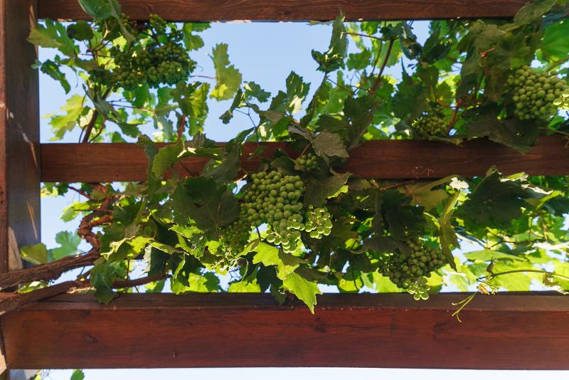 Rosepepper Villa Rosepepper Villa