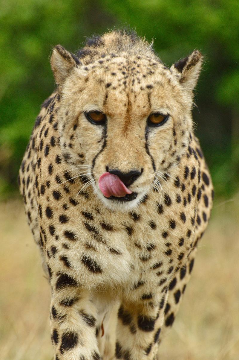 Hopewell Private Game Reserve, Colchester