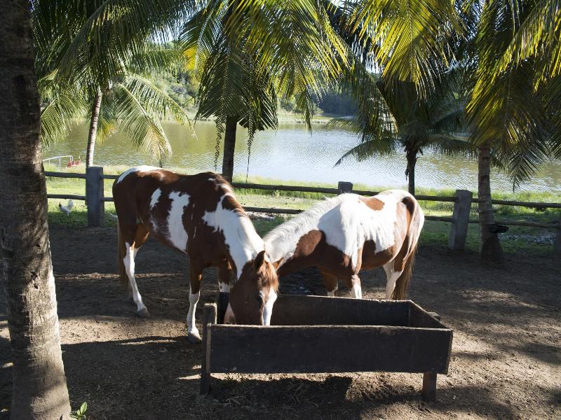 Fazenda Fiore image