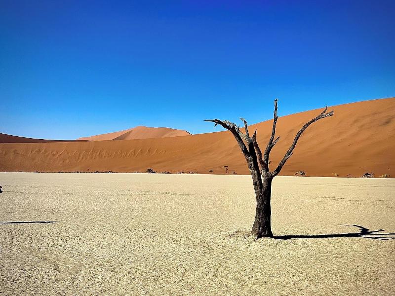 The Desert Grace image