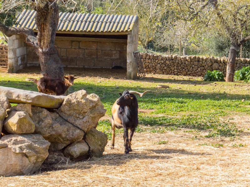 Finca Ses Cases Noves image