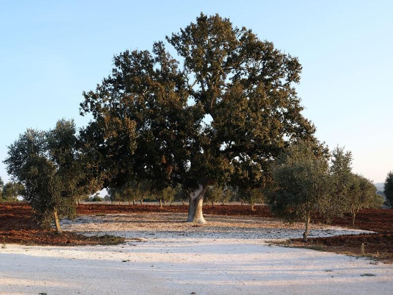 Masseria Grieco image