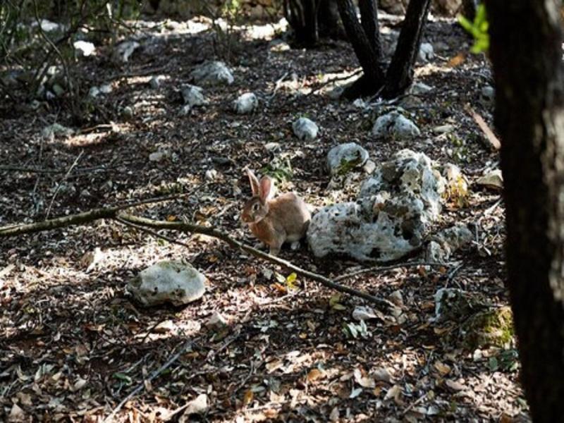 Masseria Grieco image
