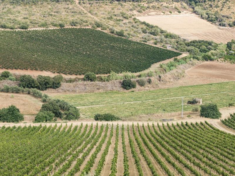 Wine Relais Feudi Del Pisciotto image