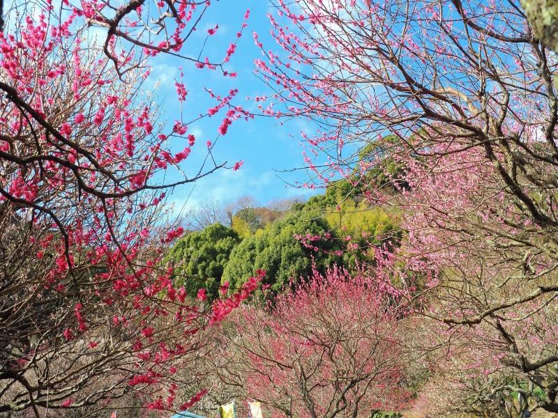 Kanpo no Yado Atami image