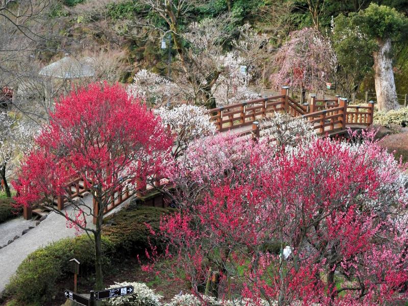 Kanpo no Yado Atami image