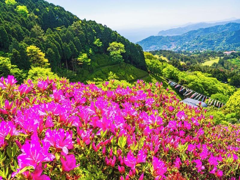 Kanpo no Yado Atami image