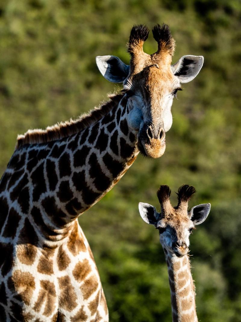GARDEN ROUTE SAFARI CAMP image