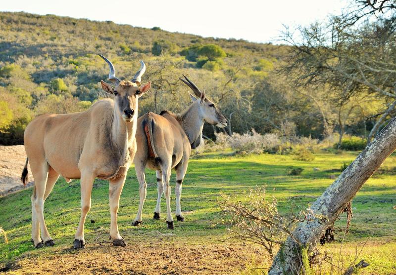 GARDEN ROUTE SAFARI CAMP image