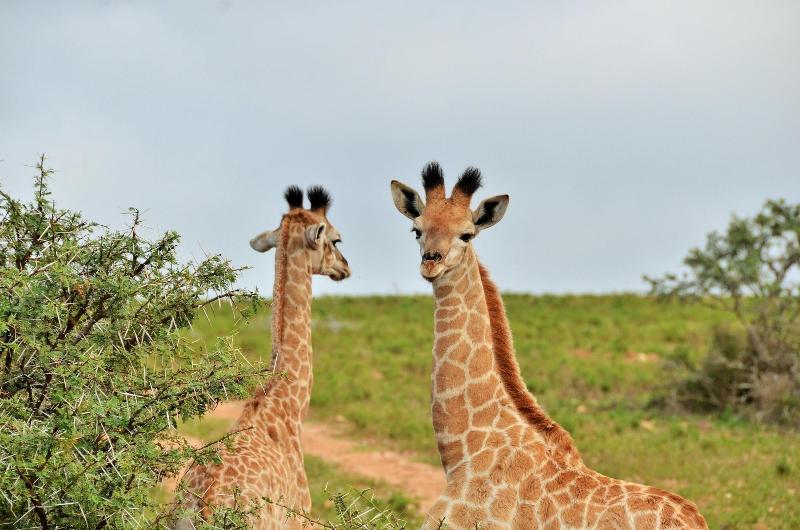 GARDEN ROUTE SAFARI CAMP image