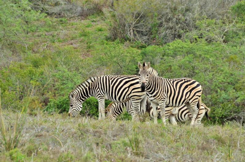 GARDEN ROUTE SAFARI CAMP image